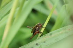 Eobiana engelhardti