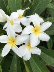 Plumeria obtusa
