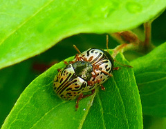 Calligrapha philadelphica