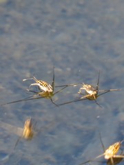 Trepobates inermis