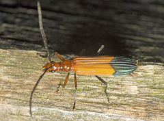 Stenoderus ostricilla