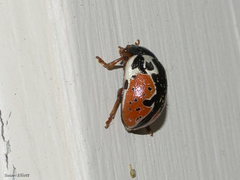 Calligrapha rowena