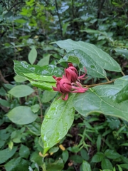 Calycanthus floridus