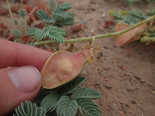 Image of Hoffmannseggia repens by (c) Nolan Exe, some rights reserved (CC BY)