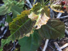 Agrilus pratensis