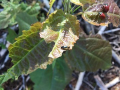 Agrilus pratensis