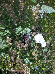 Macropophora accentifer