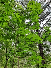 Carya ovata mexicana