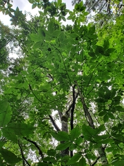 Carya ovata mexicana