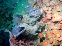 Callyspongia