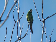 Psittacara chloropterus