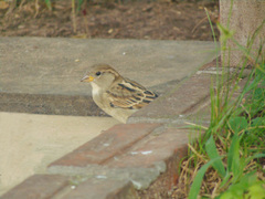 Passer domesticus