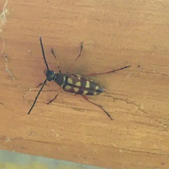 Typocerus velutinus