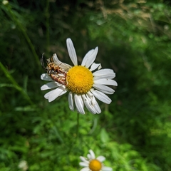 Typocerus velutinus