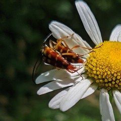 Typocerus velutinus