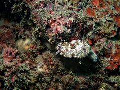 Glossodoris