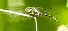 Ictinogomphus rapax