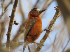 Picumnus cinnamomeus