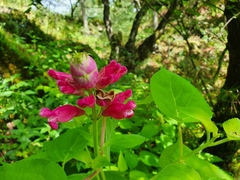 Salvia involucrata