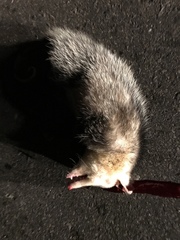 Didelphis pernigra