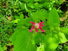 Salvia involucrata