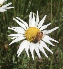 Apis mellifera