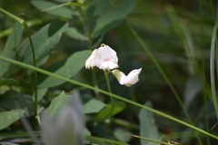 Lathyrus lanszwertii