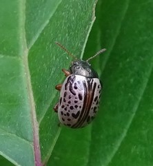 Calligrapha philadelphica