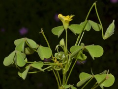 Oxalis texana