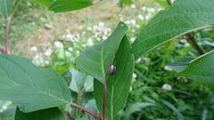 Calligrapha philadelphica