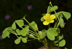 Oxalis texana
