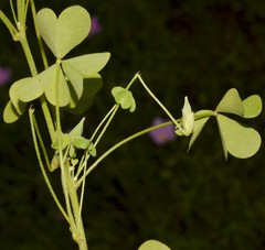 Oxalis texana