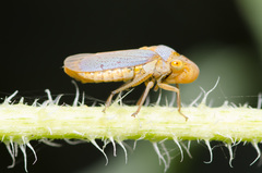 Oncometopia hamiltoni