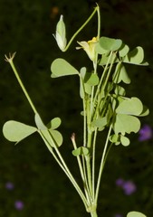 Oxalis texana