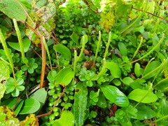 Peperomia berlandieri