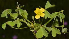 Oxalis texana
