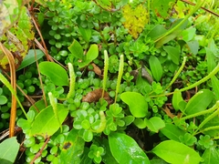 Peperomia berlandieri