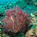 刺柳珊瑚屬 - Photo 由 黃淑真 所上傳的 (c) 黃淑真，保留部份權利CC BY-NC