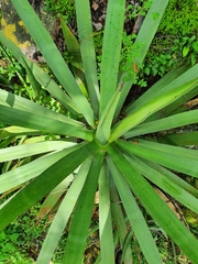 Agave difformis