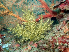 Hydrozoanthus gracilis