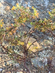 Acmispon dendroideus dendroideus
