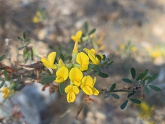 Acmispon dendroideus dendroideus