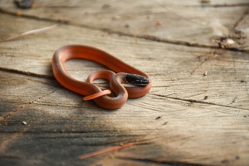 Crowned Graceful Brown Snake, Rhadinaea laureata