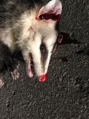 Didelphis pernigra