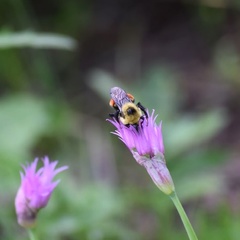 Allium brevistylum