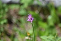 Allium brevistylum