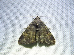 Metalectra miserulata