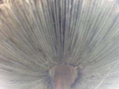 Chlorophyllum molybdites image