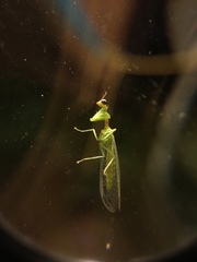 Zeugomantispa minuta