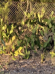 Opuntia puberula